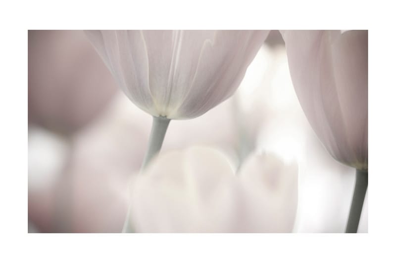 Fototapet Tulips Fine Art Black And White 450x270 - Artgeist sp. z o. o. - Fototapet