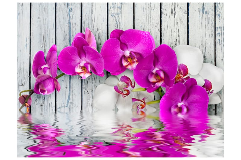 Fototapet Violet Orchids With Water Reflexion 400x309 - Artgeist sp. z o. o. - Fototapet
