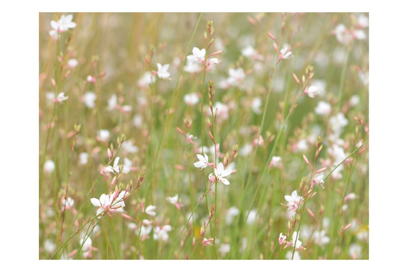 Fototapet Vita Känsliga Blommor 200x154 - Artgeist sp. z o. o. - Inredning - Väggdekor - Tapet & tapettillbehör - Fototapet