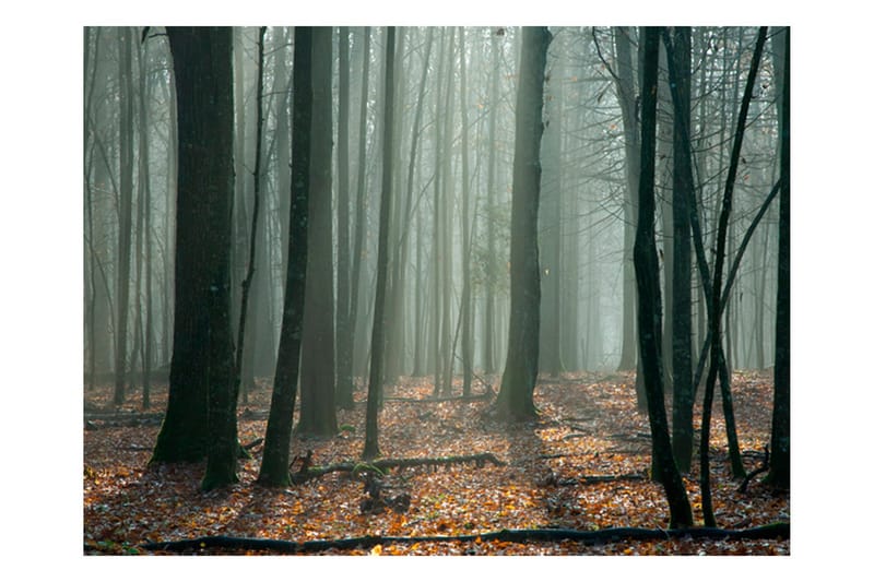 Fototapet Witches' Forest 200x154 - Artgeist sp. z o. o. - Fototapet