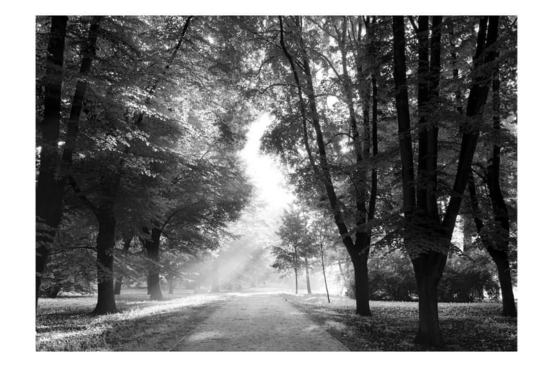 Fototapet Path Of Memories 300x210 - Artgeist sp. z o. o. - Fototapet