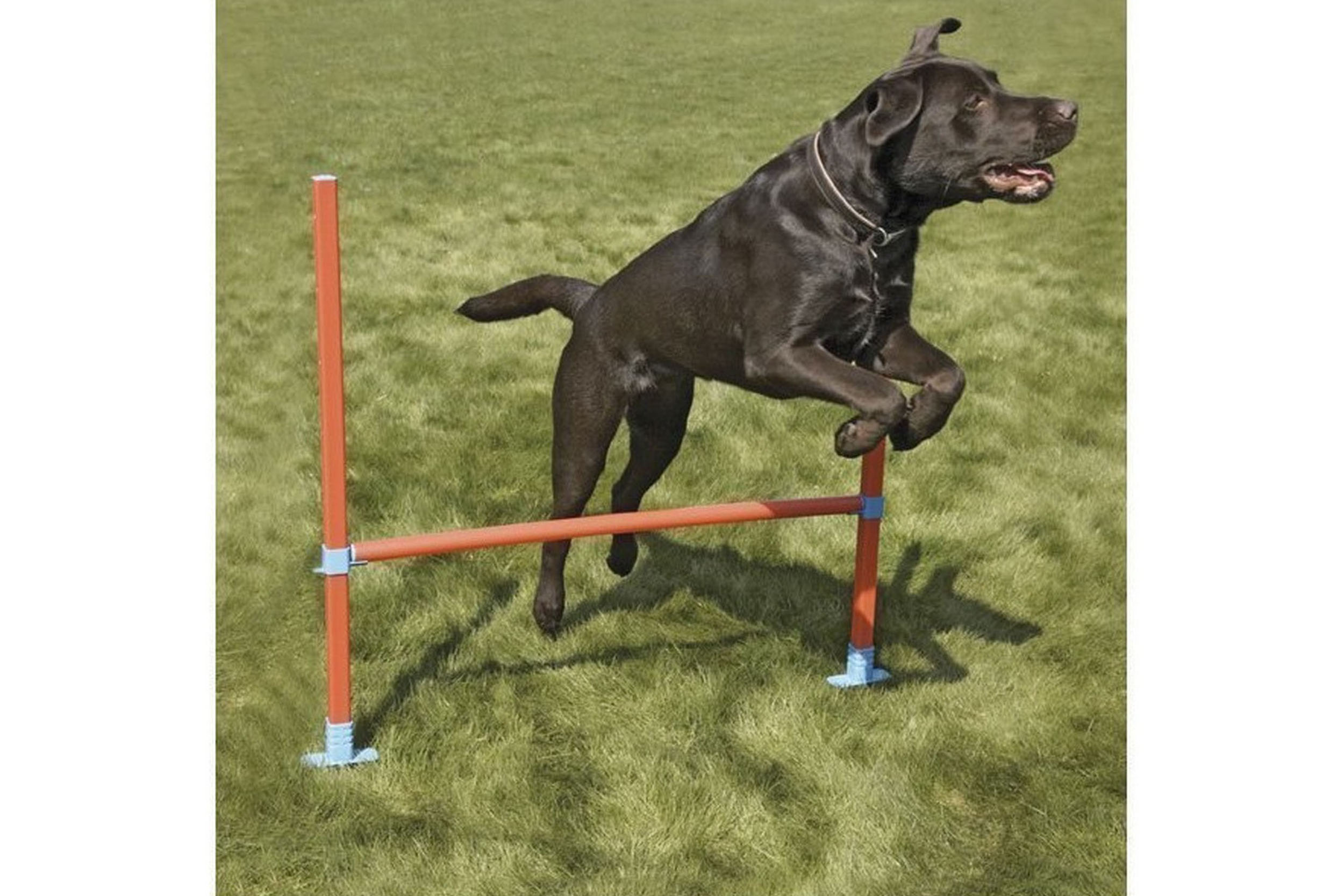 Agility-Hinder med Bärväska Orange/Turkos - 224850